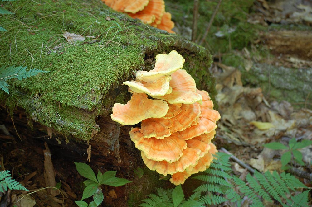 microbial-ecology-harvard-forest